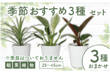 2025年6月中旬～発送【観葉植物】店主におまかせ！季節おすすめ3種セット4号鉢×3(Green Base/014-1510) 南国鹿児島県で育った 観葉植物！植物 鉢付 インテリア 室内 オフィス おしゃれ プレゼント ギフト 開店祝い 移転祝い マイナスイオン【配送不可地域：北海道・沖縄県・離島】