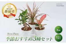 【観葉植物】店主におまかせ！季節おすすめ3種セット4号鉢×3(Green Base/014-1510) 南国鹿児島県で育った 観葉植物！植物 鉢付 インテリア 室内 オフィス おしゃれ プレゼント ギフト 開店祝い 移転祝い マイナスイオン【配送不可地域：北海道・沖縄県・離島】