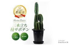 2025年3月上旬～発送【観葉植物】三本立ち柱サボテン60cm～80cm(Green Farm M/027-1507) 観葉植物 植物 鉢付 インテリア 室内 オフィス おしゃれ プレゼント ギフト 開店祝い 移転祝い マイナスイオン【配送不可地域：北海道・沖縄県・離島】