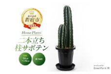 2025年3月上旬～発送【観葉植物】二本立ち柱サボテン50cm～70cm(Green Farm M/021-1511) 観葉植物 植物 鉢付 インテリア 室内 オフィス おしゃれ プレゼント ギフト 開店祝い 移転祝い マイナスイオン【配送不可地域：北海道・沖縄県・離島】