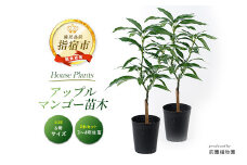 【観葉植物】アップルマンゴー苗木2本セット 6号ポット(前園植物園/055-1361) 南国鹿児島県で育った 観葉植物！植物 インテリア 室内 オフィス おしゃれ プレゼント ギフト 開店祝い 移転祝い マイナスイオン【配送不可地域：北海道・沖縄県・離島】