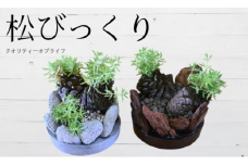 ミニ観賞用植物 いぶすき松びっくり2個(ほーぷ/A-304)