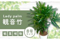 2025年6月中旬～発送【観葉植物】観音竹8号鉢(Green Base/035-1502) 南国鹿児島県で育った 観葉植物！植物 鉢付 インテリア 室内 オフィス おしゃれ プレゼント ギフト 開店祝い 移転祝い マイナスイオン【配送不可地域：北海道・沖縄県・離島】