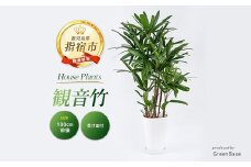 2025年6月中旬～発送【観葉植物】観音竹8号鉢(Green Base/035-1502) 南国鹿児島県で育った 観葉植物！植物 鉢付 インテリア 室内 オフィス おしゃれ プレゼント ギフト 開店祝い 移転祝い マイナスイオン【配送不可地域：北海道・沖縄県・離島】