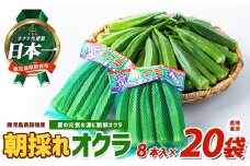 【2025年6月上旬～発送！】夏の元気の源! 朝採れ新鮮いぶすきオクラ8本入り20袋(指宿促成青果/A-323) 野菜 夏野菜 旬 特産 夏 新鮮 オクラ 鹿児島 指宿市 お福分け おすそ分け