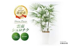 【観葉植物】雲南シュロチク100cm～120cm(前園植物園/035-1500) 観葉 植物 インテリア 鉢植え グリーン 美しい 園芸 室内 リラックス おしゃれ 鹿児島 指宿 いぶすき シュロチク シュロ竹 育てやすい インテリアグリーン 風水 花言葉 向上心 思慮深い 受け皿付き 【配送不可地域：北海道・沖縄県・離島】
