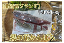 朝〆発送！指宿産 菜の花かんぱちフィレ半身約600g(指宿山川水産/016-1336)