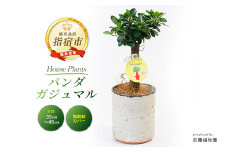 2025年2月上旬～発送【観葉植物】前園植物園と指宿の陶芸家がコラボ！パンダガジュマル35cm～45cm 陶器鉢カバー入り(前園植物園/035-1508) 南国鹿児島県で育った 観葉植物！植物 鉢付 インテリア 室内 オフィス おしゃれ プレゼント ギフト 開店祝い 移転祝い マイナスイオン【配送不可地域：北海道・沖縄県・離島】