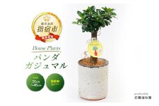 2025年2月上旬～発送【観葉植物】前園植物園と指宿の陶芸家がコラボ！パンダガジュマル35cm～45cm 陶器鉢カバー入り(前園植物園/035-1508) 南国鹿児島県で育った 観葉植物！植物 鉢付 インテリア 室内 オフィス おしゃれ プレゼント ギフト 開店祝い 移転祝い マイナスイオン【配送不可地域：北海道・沖縄県・離島】