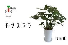 【観葉植物】モンステラ50cm～70cm(Green Farm M/016-1488) 観葉植物 植物 鉢付 インテリア 室内 オフィス おしゃれ プレゼント ギフト 開店祝い 移転祝い マイナスイオン【配送不可地域：北海道・沖縄県・離島】