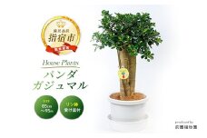 2025年2月上旬～発送【観葉植物】パンダガジュマル85cm～95cm リン鉢(前園植物園/110-1448) 南国鹿児島県で育った 観葉植物！植物 鉢付 インテリア 室内 オフィス おしゃれ プレゼント ギフト 開店祝い 移転祝い マイナスイオン【配送不可地域：北海道・沖縄県・離島】