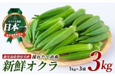 新鮮オクラ1kg×3袋(アグリスタイル/A-426) 野菜 夏野菜 夏 旬 フレッシュ ベジタブル いぶすき 鹿児島