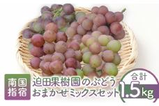 【2025年8月上旬～順次発送】迫田果樹園のぶどう 指宿産ぶどうのおまかせミックスセット約1.5kg(迫田果樹園/A-428) ブドウ 葡萄 果物 フルーツ 果実 果樹園 食べ比べ 食べくらべ 詰合せ つめ合わせ