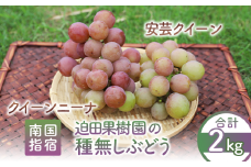 【2025年8月上旬～順次発送】指宿産種なしぶどう クイーンニーナと安芸クイーンのセット約2kg(迫田果樹園/016-1271) ぶどう 種なしぶどう 葡萄 フルーツ 果実 果物 くだもの 詰合せ 詰め合わせ つめ合わせ