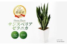 2025年6月中旬～発送【観葉植物】サンスベリア・ゼラニカ50cm～70cm(Green Base/014-1408) 南国鹿児島県で育った 観葉植物！植物 鉢付 インテリア 室内 オフィス おしゃれ プレゼント ギフト 開店祝い 移転祝い マイナスイオン【配送不可地域：北海道・沖縄県・離島】