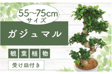 2025年6月中旬～発送【観葉植物】ガジュマル曲り 昇り龍55cm～75cm(Green Base/030-1392) 南国鹿児島県で育った 観葉植物！植物 鉢付 インテリア 室内 オフィス おしゃれ プレゼント ギフト 開店祝い 移転祝い マイナスイオン【配送不可地域：北海道・沖縄県・離島】
