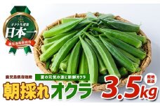 【2025年7月上旬～発送！】夏の元気の源! 朝採れ新鮮いぶすきオクラ約3.5kg(指宿促成青果/A-429) 野菜 夏野菜 旬 特産 夏 新鮮 オクラ いぶすき 鹿児島 指宿市 お福分け おすそ分け