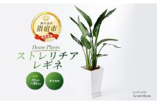 2025年6月上旬～発送【観葉植物】ストレリチア・レギネ(極楽鳥花)60cm～80cm(Green Base/018-1426) 南国鹿児島県で育った 観葉植物！植物 鉢付 インテリア 室内 オフィス おしゃれ プレゼント ギフト 開店祝い 移転祝い マイナスイオン【配送不可地域：北海道・沖縄県・離島】