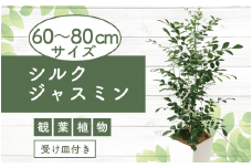 【観葉植物】シルクジャスミン60cm～80cm(Green Base/017-1420) 南国鹿児島県で育った 観葉植物！植物 鉢付 インテリア 室内 オフィス おしゃれ プレゼント ギフト 開店祝い 移転祝い マイナスイオン 【配送不可地域：北海道・沖縄県・離島】