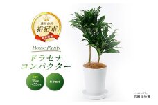 2025年2月上旬～発送【観葉植物】ドラセナ コンパクター35cm～55cm(前園植物園/014-1437) 南国鹿児島県で育った 観葉植物！植物 鉢付 インテリア 室内 オフィス おしゃれ プレゼント ギフト 開店祝い 移転祝い マイナスイオン【配送不可地域：北海道・沖縄県・離島】