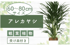 2025年6月中旬頃～発送【観葉植物】アレカヤシ60cm～80cm(Green Base/017-1366) 南国鹿児島県で育った 観葉植物！植物 鉢付 インテリア 室内 オフィス おしゃれ プレゼント ギフト 開店祝い 移転祝い マイナスイオン【配送不可地域：北海道・沖縄県・離島】