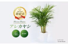 2025年6月中旬頃～発送【観葉植物】アレカヤシ60cm～80cm(Green Base/017-1366) 南国鹿児島県で育った 観葉植物！植物 鉢付 インテリア 室内 オフィス おしゃれ プレゼント ギフト 開店祝い 移転祝い マイナスイオン【配送不可地域：北海道・沖縄県・離島】