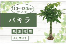 2025年6月上旬～発送【観葉植物】パキラ110cm～130cm(Green Base/025-1444) 南国鹿児島県で育った 観葉植物！植物 鉢付 インテリア 室内 オフィス おしゃれ プレゼント ギフト 開店祝い 移転祝い マイナスイオン【配送不可地域：北海道・沖縄県・離島】
