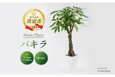 【2026年3月下旬頃～発送】【観葉植物】パキラ110cm～130cm(Green Base/025-1444) 南国鹿児島県で育った 観葉植物！植物 鉢付 インテリア 室内 オフィス おしゃれ プレゼント ギフト 開店祝い 移転祝い マイナスイオン【配送不可地域：北海道・沖縄県・離島】