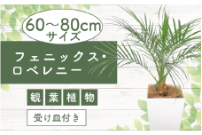 2025年6月中旬～発送【観葉植物】フェニックス・ロベレニー60cm～80cm(Green Base/017-1469) 南国鹿児島県で育った 観葉植物！植物 鉢付 インテリア 室内 オフィス おしゃれ プレゼント ギフト 開店祝い 移転祝い マイナスイオン【配送不可地域：北海道・沖縄県・離島】