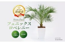 2025年6月中旬～発送【観葉植物】フェニックス・ロベレニー60cm～80cm(Green Base/017-1469) 南国鹿児島県で育った 観葉植物！植物 鉢付 インテリア 室内 オフィス おしゃれ プレゼント ギフト 開店祝い 移転祝い マイナスイオン【配送不可地域：北海道・沖縄県・離島】