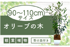 【観葉植物】オリーブの木90cm～110cm(Green Base/027-1386) 南国鹿児島県で育った 観葉植物！植物 鉢付 インテリア 室内 オフィス おしゃれ プレゼント ギフト 開店祝い 移転祝い マイナスイオン【配送不可地域：北海道・沖縄県・離島】
