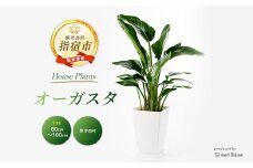 2025年6月上旬～発送【観葉植物】オーガスタ80cm～100cm(Green Base/025-1382) 南国鹿児島県で育った 観葉植物！植物 鉢付 インテリア 室内 オフィス おしゃれ プレゼント ギフト 開店祝い 移転祝い マイナスイオン【配送不可地域：北海道・沖縄県・離島】