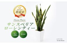 2025年6月上旬～発送【観葉植物】サンスベリア・ローレンティー75cm～95cm(Green Base/022-1411) 南国鹿児島県で育った 観葉植物！植物 鉢付 インテリア 室内 オフィス おしゃれ プレゼント ギフト 開店祝い 移転祝い マイナスイオン【配送不可地域：北海道・沖縄県・離島】
