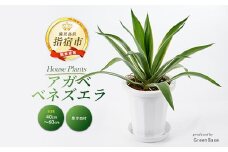 2025年6月中旬～発送【観葉植物】アガベ・ベネズエラ40cm～60cm(Green Base/015-1358) 南国鹿児島県で育った 観葉植物！植物 鉢付 インテリア 室内 オフィス おしゃれ プレゼント ギフト 開店祝い 移転祝い マイナスイオン【配送不可地域：北海道・沖縄県・離島】