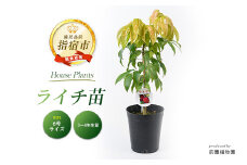 【観葉植物】ライチ苗 6号サイズ(前園植物園/040-1492) 南国鹿児島県で育った 観葉植物！植物 鉢付 インテリア 室内 オフィス おしゃれ プレゼント ギフト 開店祝い 移転祝い マイナスイオン【配送不可地域：北海道・沖縄県・離島】