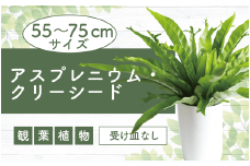 【観葉植物】アスプレニウム・クリーシー 55cm～75cm(JAいぶすき/014-1863) 観葉 植物 グリーン インテリア 室内 緑 鉢付 オフィス おしゃれ マイナスイオン インテリアグリーン アスプレニウム クリーシー 家 おしゃれ シンプル 鹿児島【配送不可地域：北海道・沖縄県・離島】