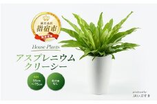 【観葉植物】アスプレニウム・クリーシー 55cm～75cm(JAいぶすき/014-1863) 観葉 植物 グリーン インテリア 室内 緑 鉢付 オフィス おしゃれ マイナスイオン インテリアグリーン アスプレニウム クリーシー 家 おしゃれ シンプル 鹿児島【配送不可地域：北海道・沖縄県・離島】