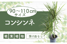 【観葉植物】コンシンネ90cm～110cm(JAいぶすき/014-1864) 観葉 植物 グリーン インテリア 室内 緑 鉢付 オフィス おしゃれ マイナスイオン インテリアグリーン コンシンネ 家 おしゃれ シンプル 鹿児島【配送不可地域：北海道・沖縄県・離島】