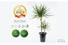 【観葉植物】コンシンネ90cm～110cm(JAいぶすき/014-1864) 観葉 植物 グリーン インテリア 室内 緑 鉢付 オフィス おしゃれ マイナスイオン インテリアグリーン コンシンネ 家 おしゃれ シンプル 鹿児島【配送不可地域：北海道・沖縄県・離島】