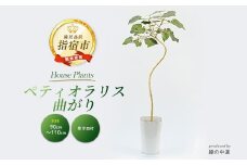 【観葉植物】ペティオラリス 曲がり 90cm～110cm(緑の中道/032-1980) 観葉植物 植物 鉢付 インテリア 室内 オフィス ペティオラリス おしゃれ プレゼント ギフト 開店祝い 移転祝い【配送不可地域：北海道・沖縄県・離島】