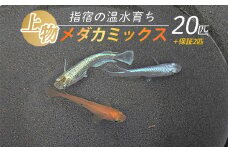 【10営業日以内に発送】【温水育ち】上物メダカミックス20匹(otofarm/010-1958) ※北海道・沖縄・離島配送不可※ メダカ 生体 ミックス 成魚 飼育 ペット 生き物 魚 初心者 観賞魚 水槽 アクアリウム