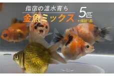 【10営業日以内に発送】【温水育ち】金魚ミックス5匹(otofarm/010-1959) ※北海道・沖縄・離島配送不可※ 金魚 生体 ミックス セット 飼育 ペット 生き物 魚 初心者 観賞魚 水槽 アクアリウム