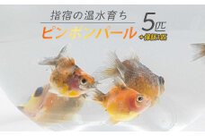 【10営業日以内に発送】【温水育ち】ピンポンパール 5匹(otofarm/010-1960) ※北海道・沖縄・離島配送不可※ 金魚 生体 国産 飼育 ペット 生き物 魚 初心者 観賞魚 水槽 アクアリウム