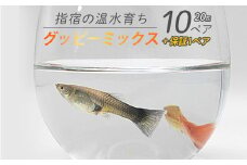 【10営業日以内に発送】【温水育ち】グッピーミックス20匹(10ペア)(otofarm/010-1961) ※北海道・沖縄・離島配送不可※ グッピー 生体 ミックス 熱帯魚 飼育 ペット 生き物 魚 初心者 観賞魚 水槽 アクアリウム