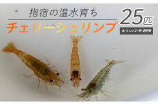 【10営業日以内に発送】【温水育ち】チェリー シュリンプ (赤 オレンジ 茶 透明 等)25匹(otofarm/010-1962) ※北海道・沖縄・離島配送不可※ エビ 観賞用 生体 ミックス 飼育 ペット 生き物 魚 初心者 観賞魚 水槽 アクアリウム