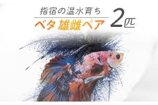【10営業日以内に発送】【温水育ち】ベタ 2匹(雄雌ペア)(otofarm/010-1964) ※北海道・沖縄・離島配送不可※ 熱帯魚 生体 観賞用 オス メス 飼育 ペット 生き物 魚 初心者 観賞魚 水槽 アクアリウム