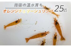 【10営業日以内に発送】【温水育ち】オレンジ チェリー シュリンプ 25匹(otofarm/010-1963) ※北海道・沖縄・離島配送不可※  エビ 観賞用 生体 飼育 ペット 生き物 魚 初心者 観賞魚 水槽 アクアリウム