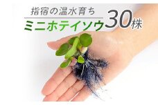 【10営業日以内に発送】【温水育ち】ミニホテイソウ 30株(otofarm/010-1965) ※北海道・沖縄・離島配送不可※  ホテイ草 水草 ミニ メダカ 飼育 ペット 生き物 魚 初心者 水槽 アクアリウム