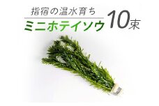 【10営業日以内に発送】【温水育ち】アナカリス 鉛巻き 10束(otofarm/010-1966) ※北海道・沖縄・離島配送不可※ 金魚 メダカ ビオトープ 国産 飼育 ペット 生き物 魚 初心者 観賞魚 水槽 アクアリウム
