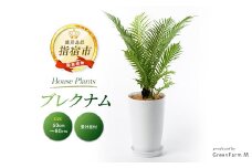 【観葉植物】ブレクナム 60cm～80cm(Green Farm M/016-1952) ※北海道・沖縄・離島配送不可※ 南国鹿児島県で育った 観葉植物！植物 鉢付 インテリア 室内 オフィス おしゃれ プレゼント ギフト 開店祝い 移転祝い マイナスイオン